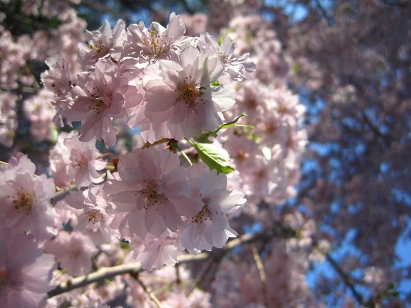 Blossom Burst