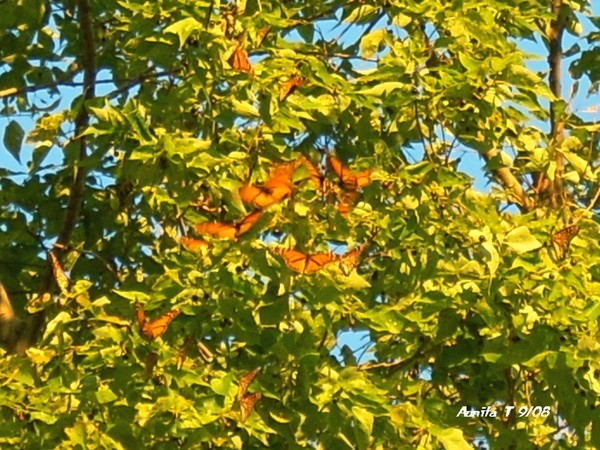 Butterfly Haven