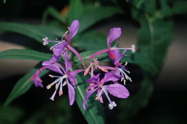 purple flowers