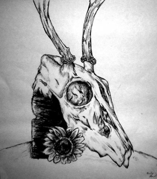 Deer Skull