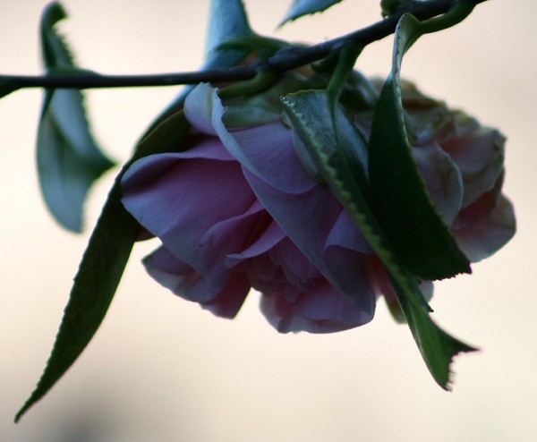 Camellia Blossom