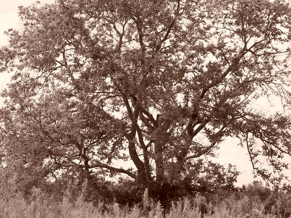 Tree in Sepia