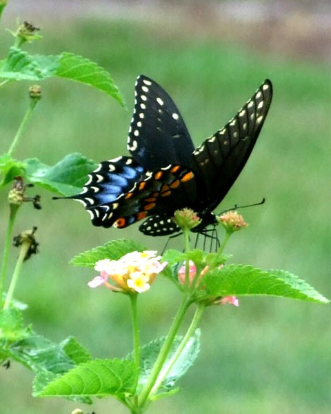 Butterfly Arlie Gardens