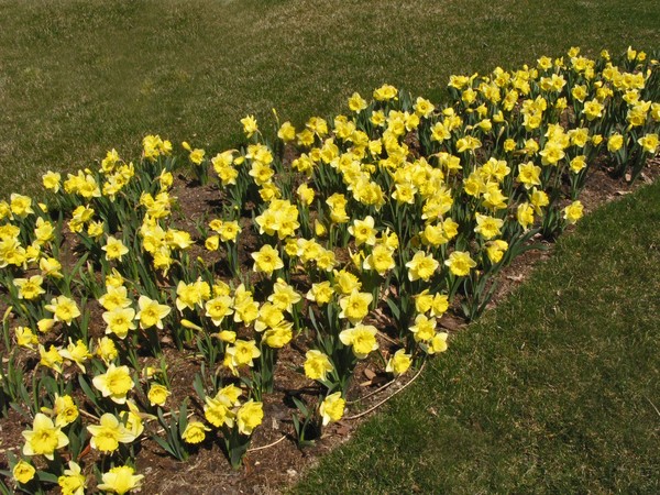 BED OF DAFFODILS