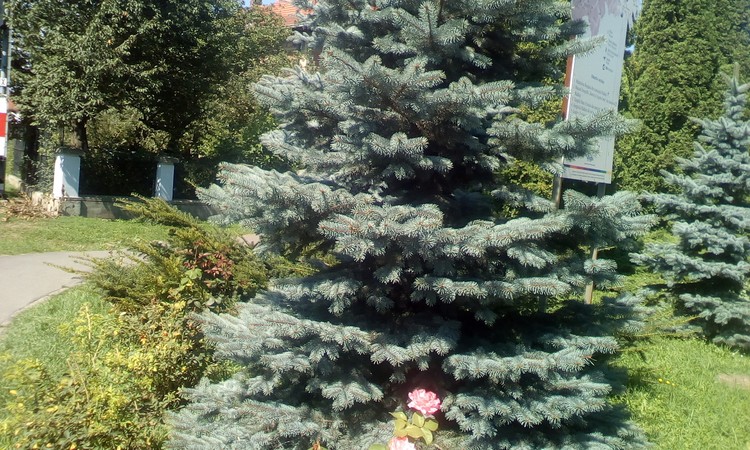 Silvery fir