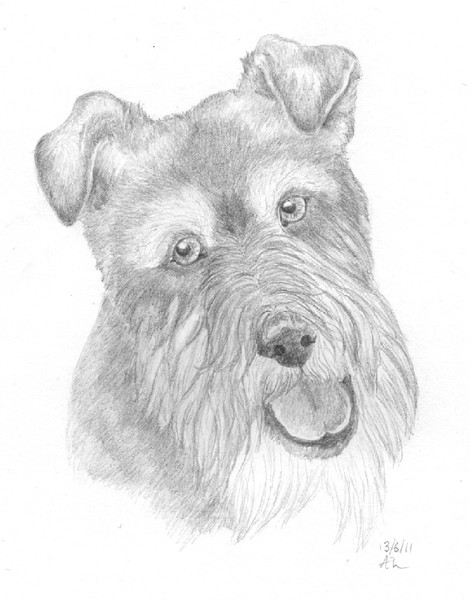 Miniature Schnauzer