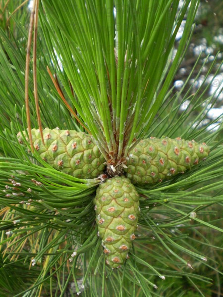 Pine Tree Face