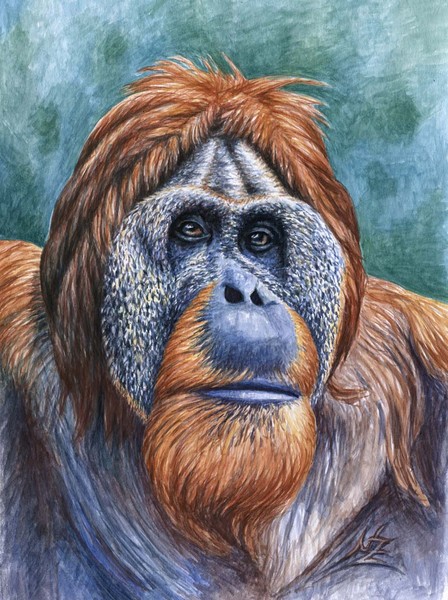 Orang Utan