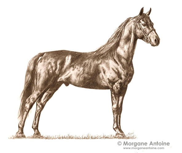 Morgan Stallion