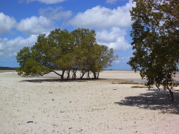 Mangrove tree