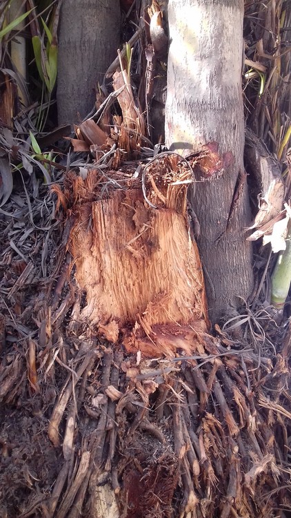 Palm Tree Trunk-Fibers