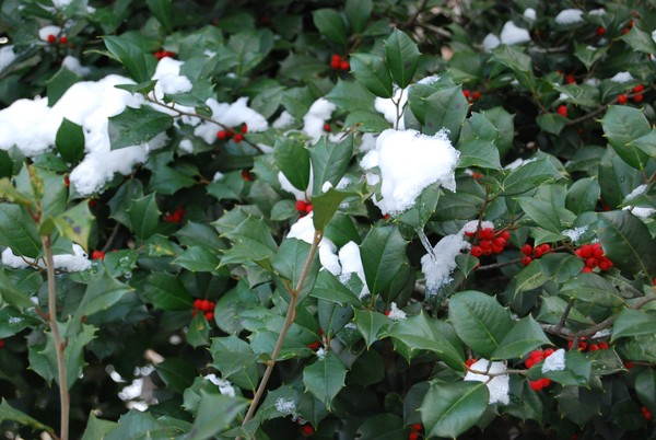 Snow in the Holly