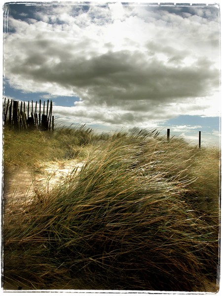 Norfolk sand dunes