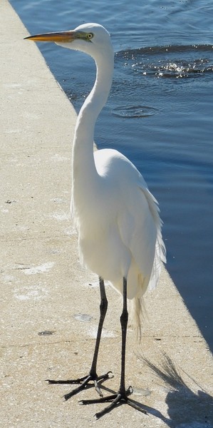 Plumed Snowy Egret