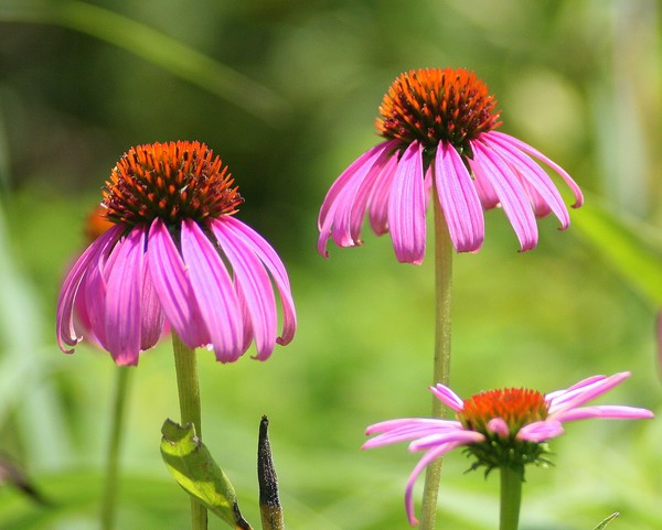 Purple Coneflowers