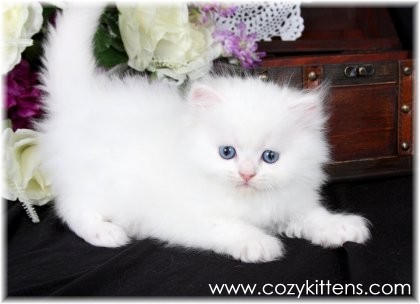 Cozy Kittens & Sue Johnson - www.cozykittens.com