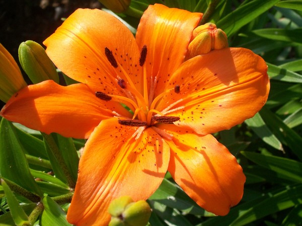 Orange Fire Lily