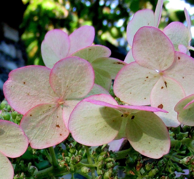 HYDRANGEA