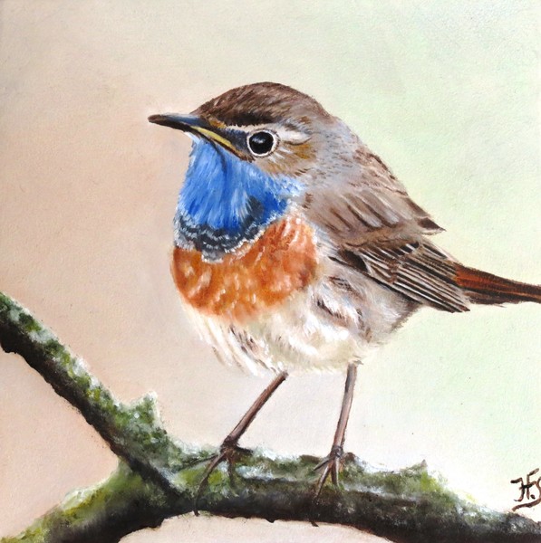 Blue robin