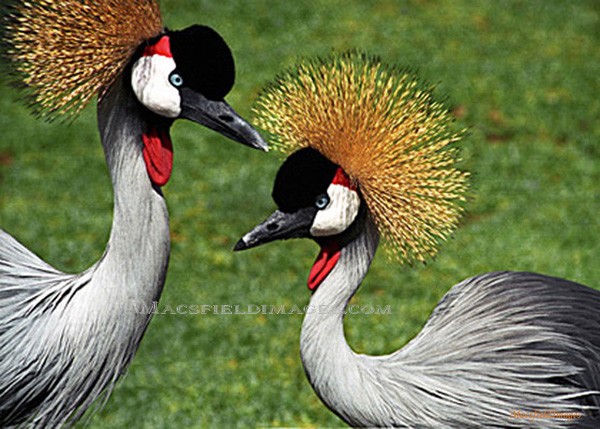 Grey Crested Cranes