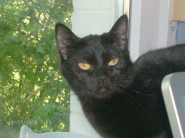 my black cat moech
