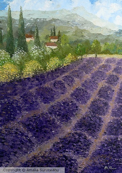 Provence lavender fields