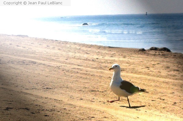 Beach bird by JP