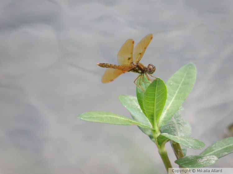 Baby Dragon Fly