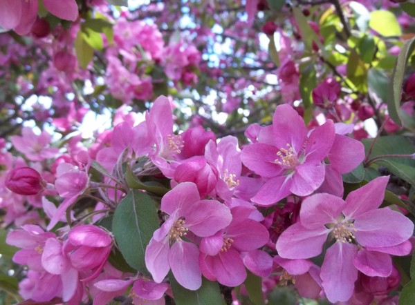 Crab tree blossom