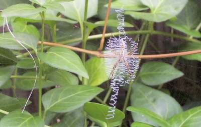 Spider on web