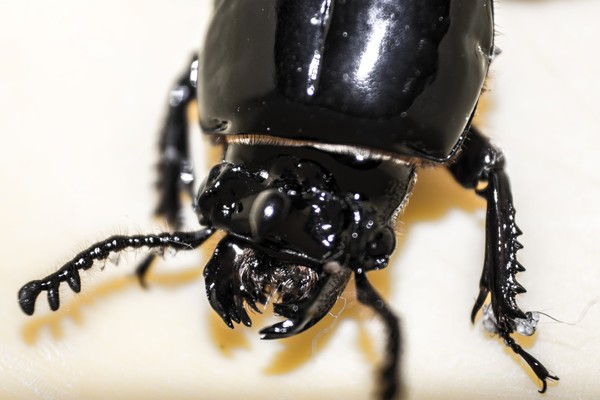 Beetle (8)