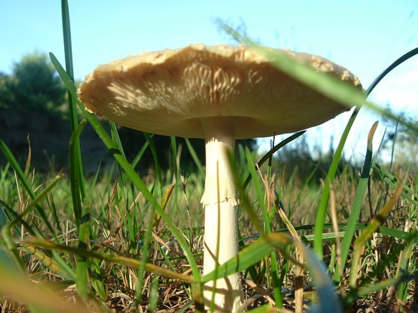 Big mushroom in a little yard