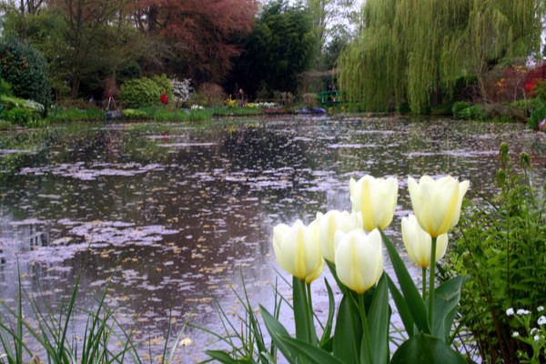 Tulips at Giverny