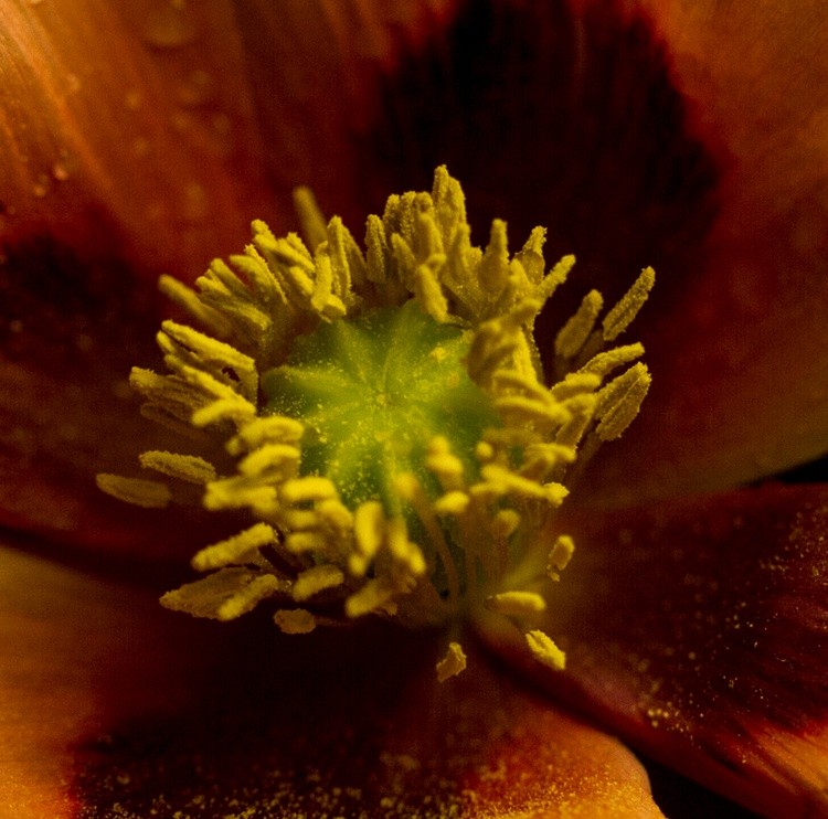 Cummin Pollen