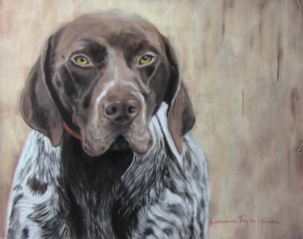 Willy, German Short Haired Pointer