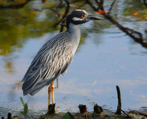 Yellow Crowned Night Heron