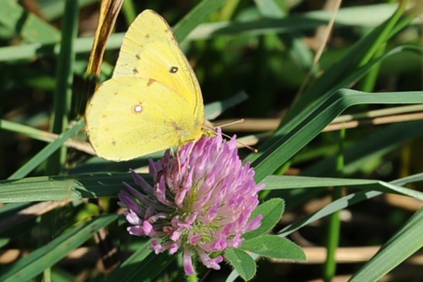 Yellow Butterfly & Clover