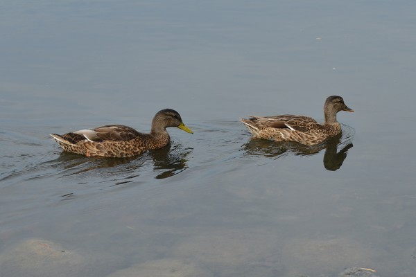 Ducks