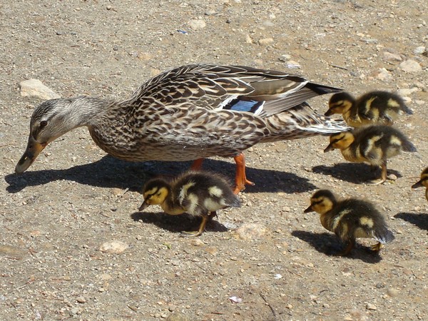 Mallard Family 