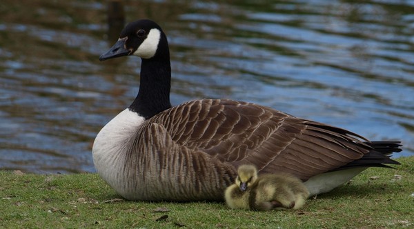 Mother and Baby