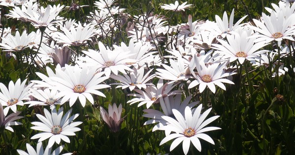 Daisy Cluster