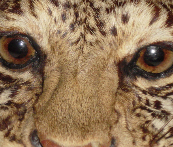 Eye of the Cheetah