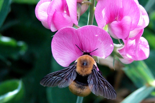 Wild Sweet Peas and Bumble Bee