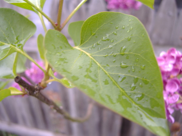 Rainy Day