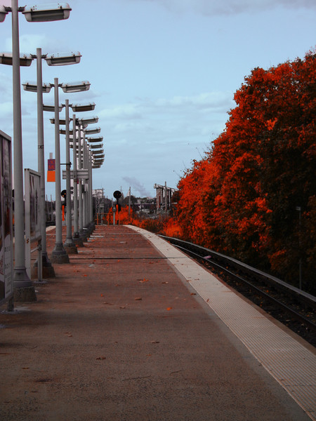 Red Trees By A Train