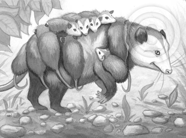 Mother Oppossum
