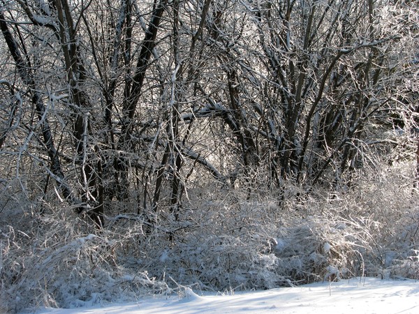 After The Ice Storm