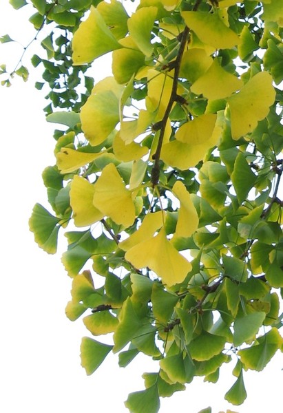 ginkgo colours