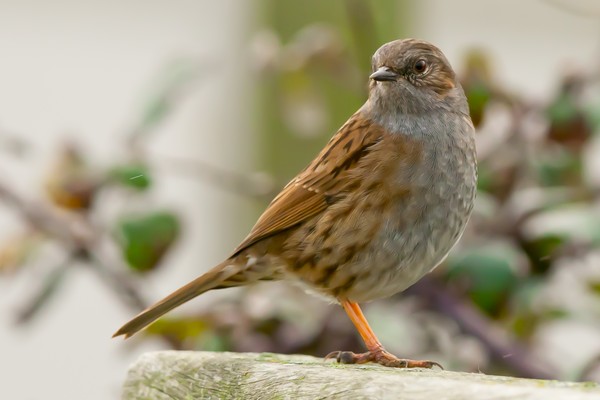 Dunnock