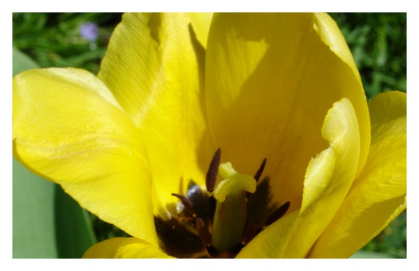 Sunlight Tulip - CloseUp